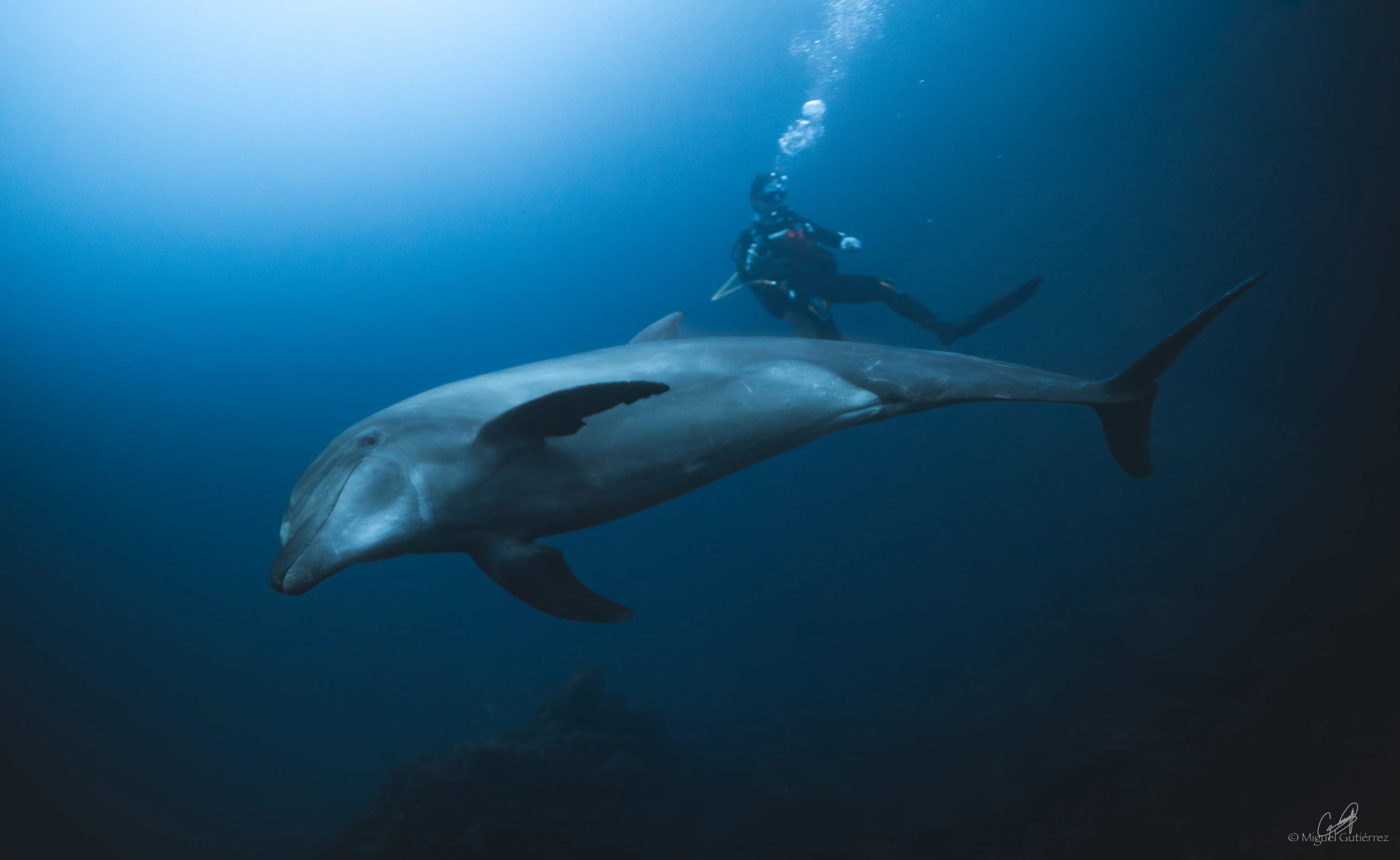 Dolphins swimming alongside the Quetzal