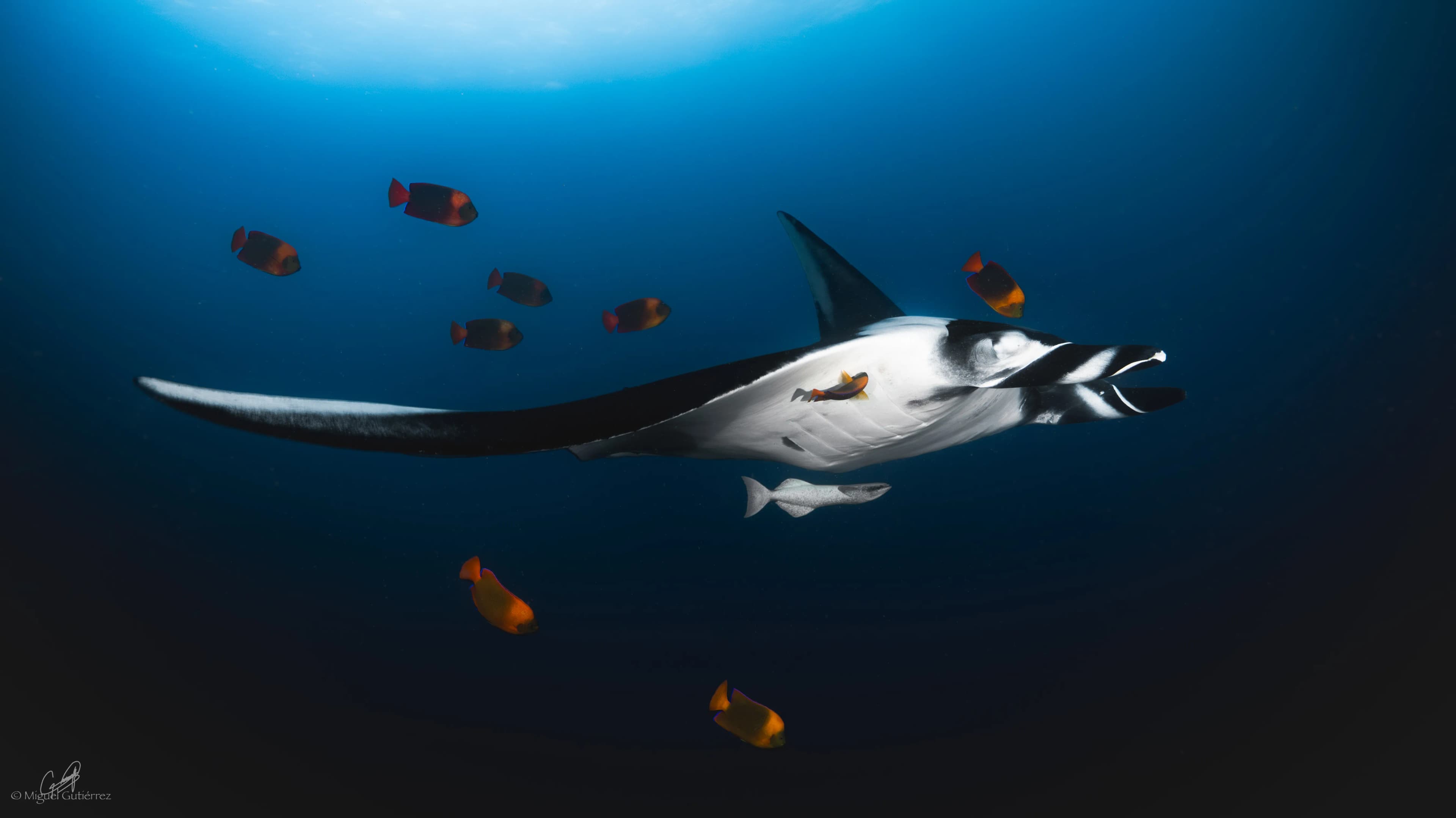 Giant manta ray in crystal-clear waters