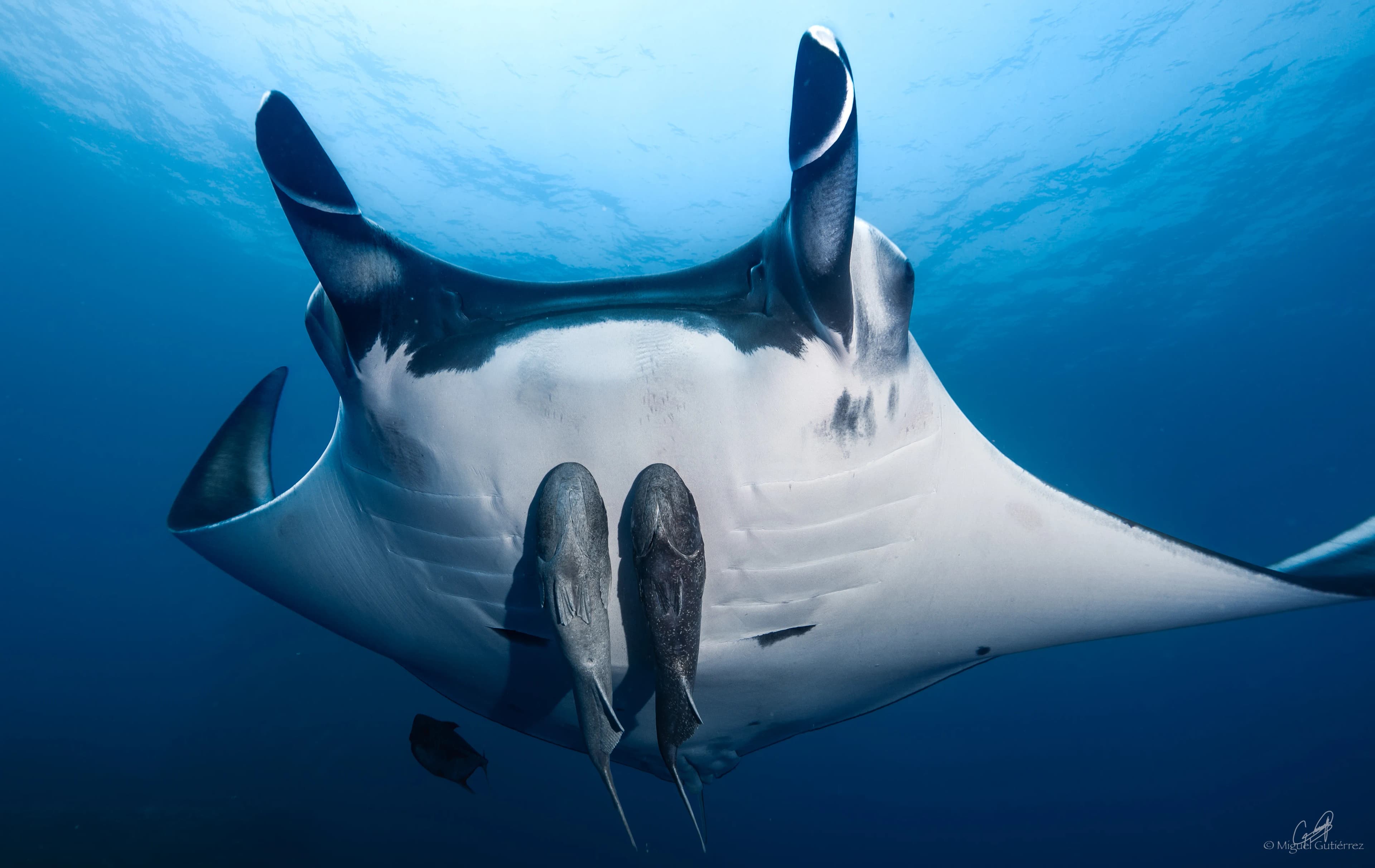 Giant manta ray gliding through crystal-clear waters at El Boiler