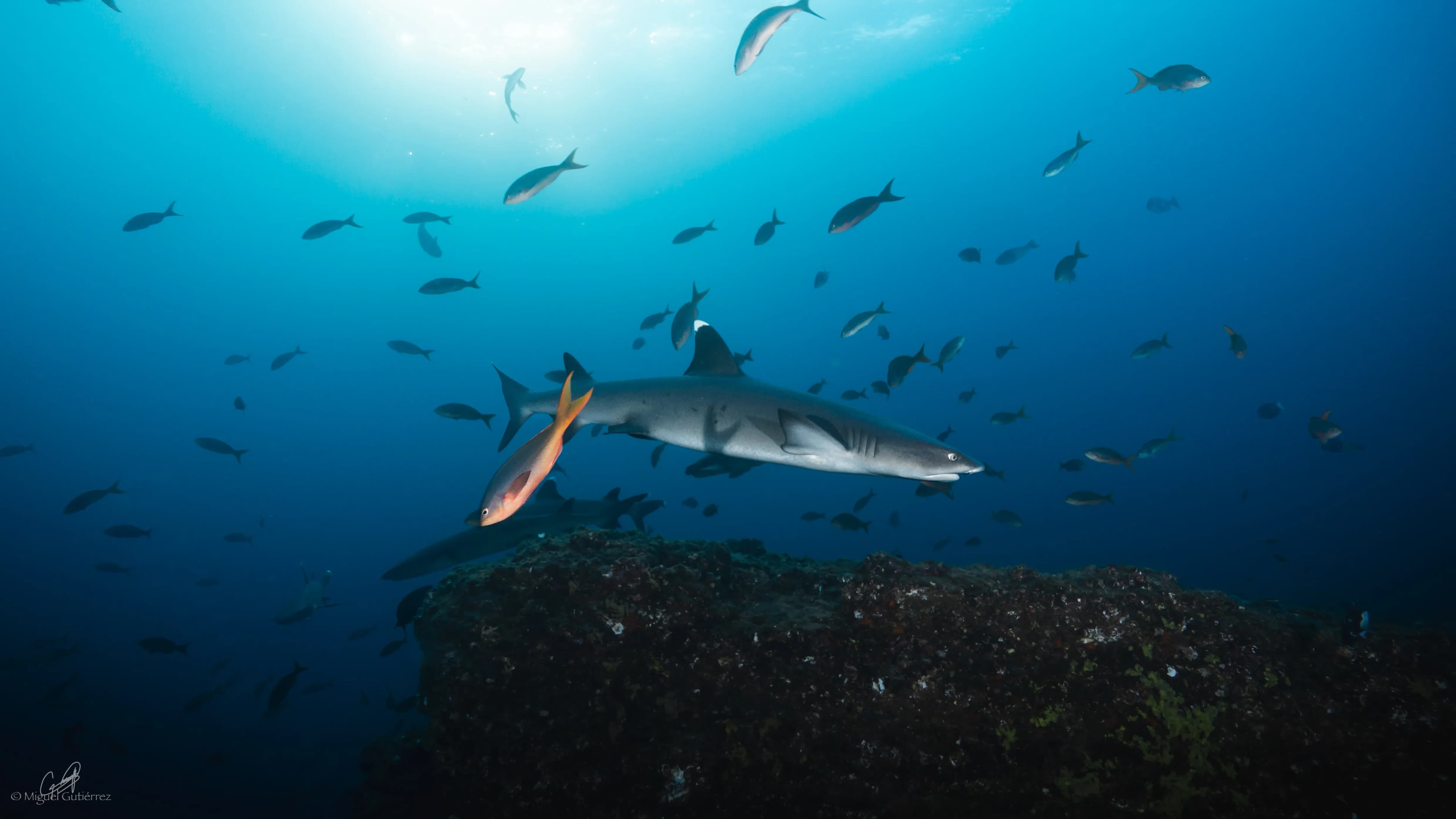 Whitetip reef sharks in Socorro